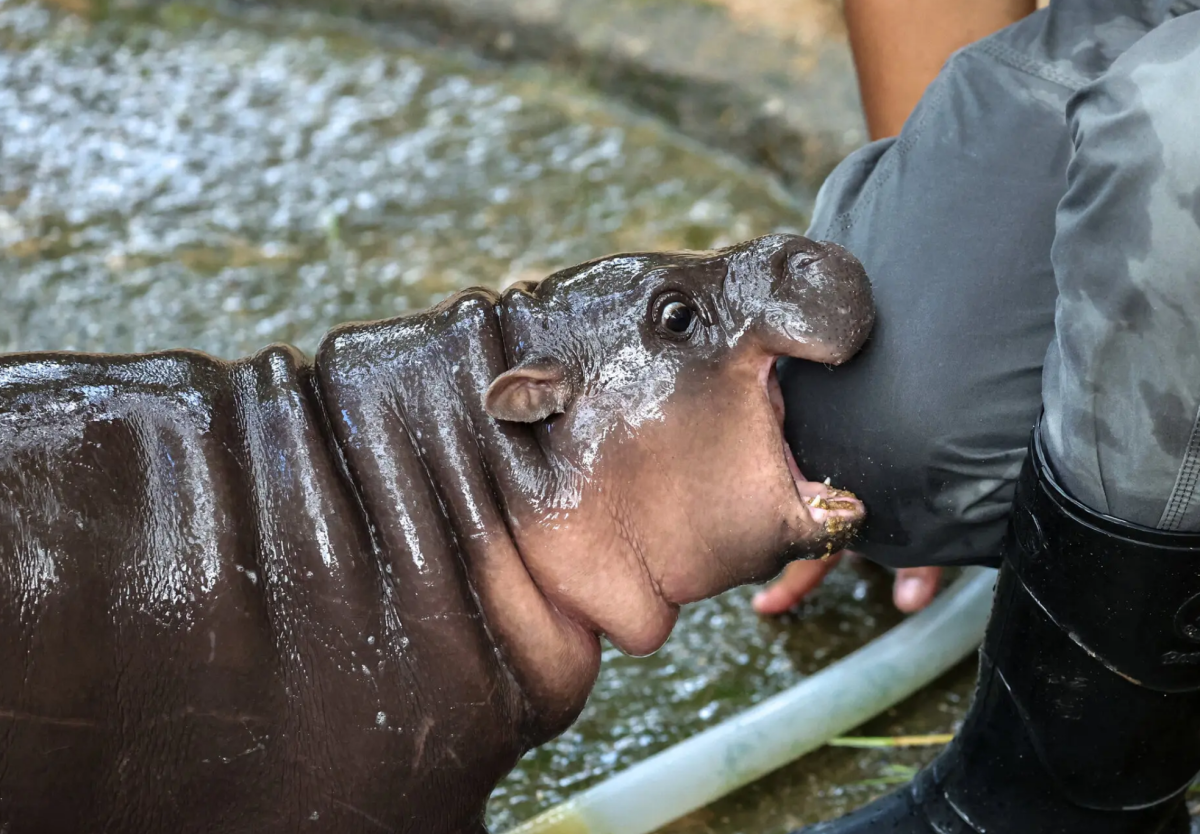 Moo Deng attempting to bite a zookeeper